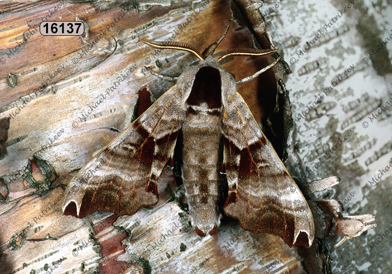 Twin-spotted Sphinx (Smerinthus jamaicensis)